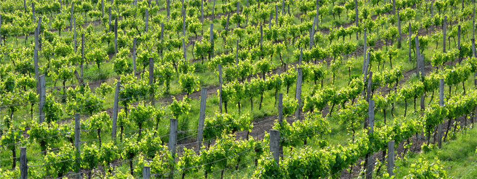 Small Carpathian Wine Tour